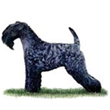 Kerry Blue Terrier - Click Image to Close